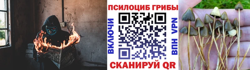Галлюциногенные грибы GOLDEN TEACHER  Качканар 